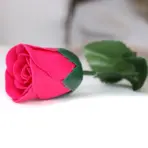 Punane Seebiroosi Lill