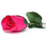 Punane Seebiroosi Lill — detailvaade