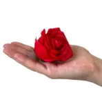 Seebilill Punane Ruut — 9 Punast Seebiroosi Elegantses Ruudukujulises Kinkekarbis — detailvaade